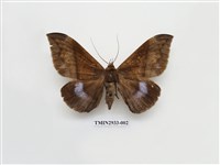 藏品(夜蛾270)的圖片